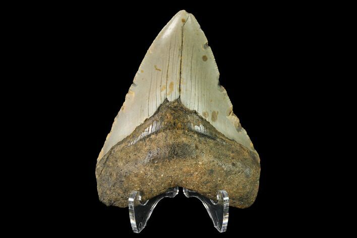 Fossil Megalodon Tooth - North Carolina #147513